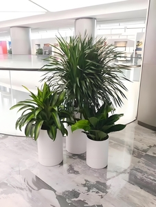 找宁波余姚绿植出租设计，给环境添一抹绿